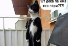 Котарак