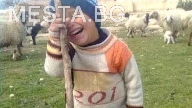 Дете,овчар,овци